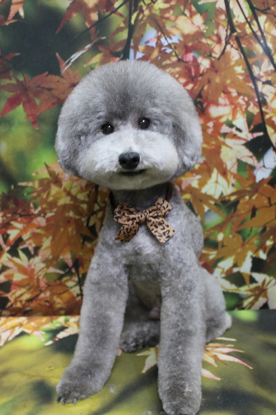 千葉県船橋市のトイプードルのトリミング画像