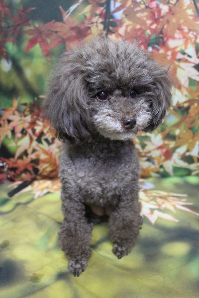 千葉県柏市のトイプードルのトリミング前画像