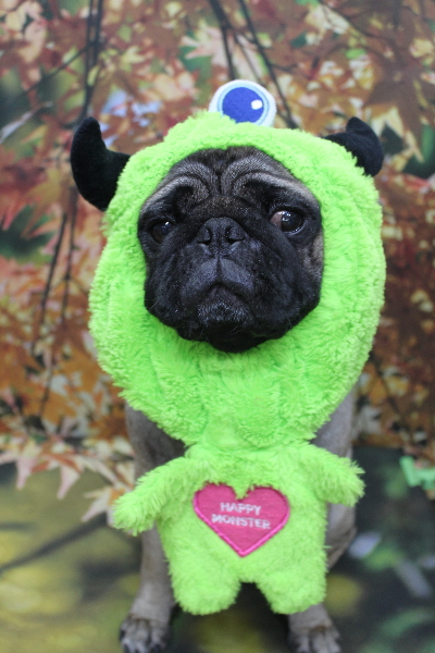 千葉県鎌ケ谷市のパグのトリミング画像