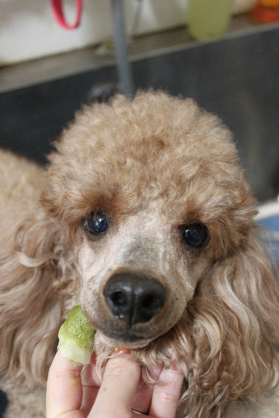 千葉県鎌ヶ谷市のトイプードルの歯磨き画像
