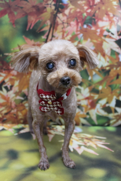 千葉県船橋市のトイプードルのトリミング画像