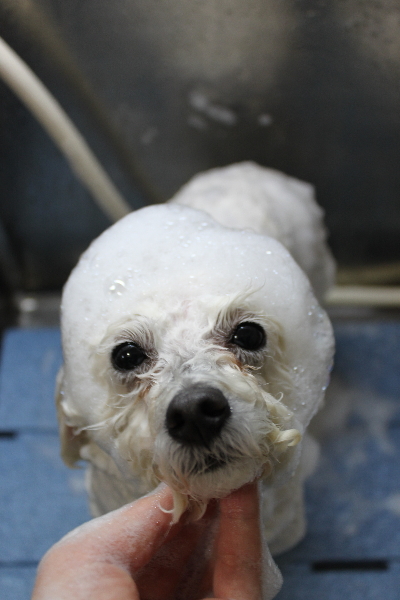 千葉県船橋市のトイプードルのシャンプー画像