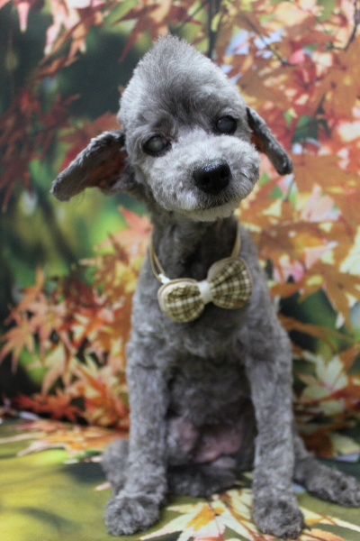 千葉県船橋市のトイプードルのトリミング画像