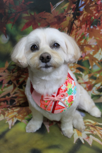 千葉県鎌ケ谷市のミックス犬のトリミング画像