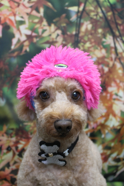 千葉県船橋市のトイプードルのトリミング画像