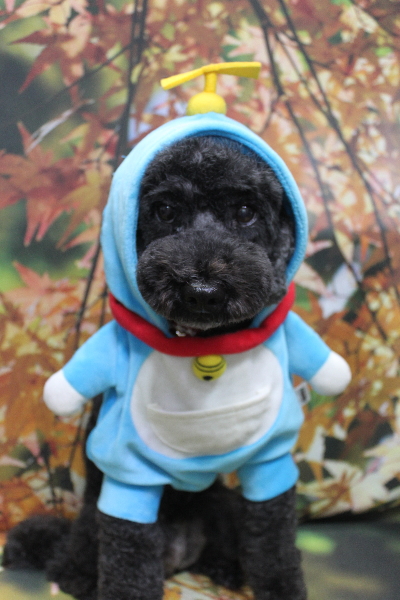 千葉県松戸市のトイプードルのトリミング画像