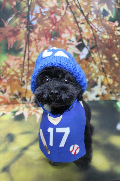 千葉県鎌ヶ谷市のトイプードルのトリミング画像