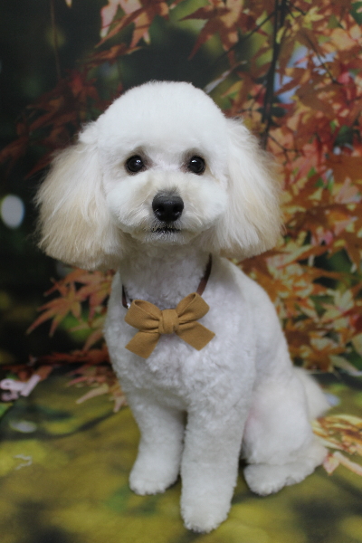 千葉県松戸市のトイプードルのトリミング画像