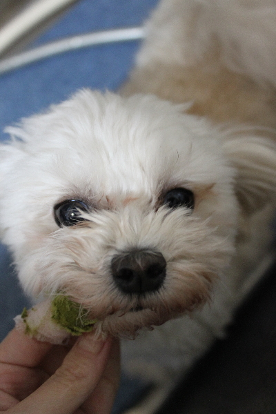 千葉県鎌ケ谷市のミックス犬の歯磨き画像