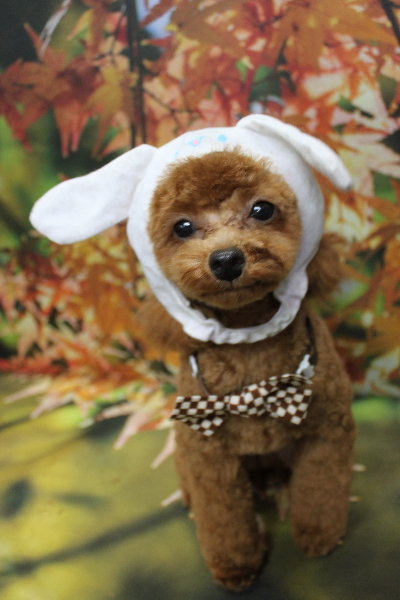 千葉県船橋市のトイプードルのトリミング画像