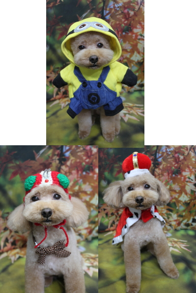 千葉県船橋市のトイプードルのトリミング画像