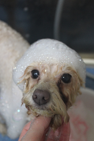 千葉県船橋市のトイプードルのシャンプー画像