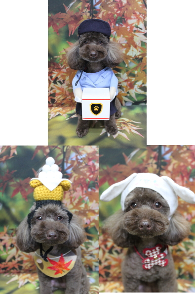 千葉県市川市のトイプードルのトリミング画像