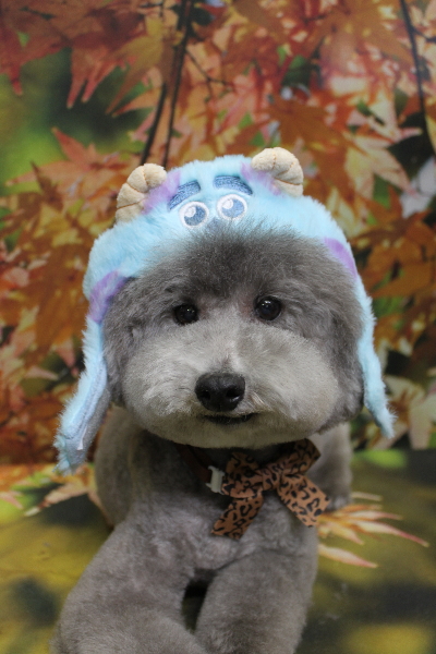 千葉県船橋市のトイプードルのトリミング画像