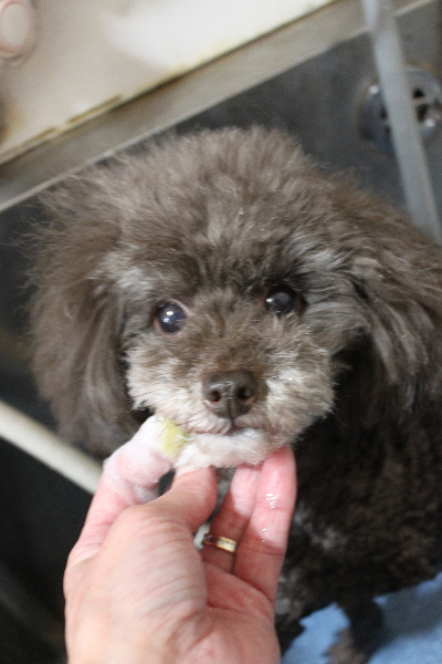 千葉県柏市のトイプードルの歯磨き画像