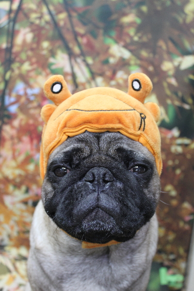 千葉県鎌ケ谷市のパグのトリミング画像