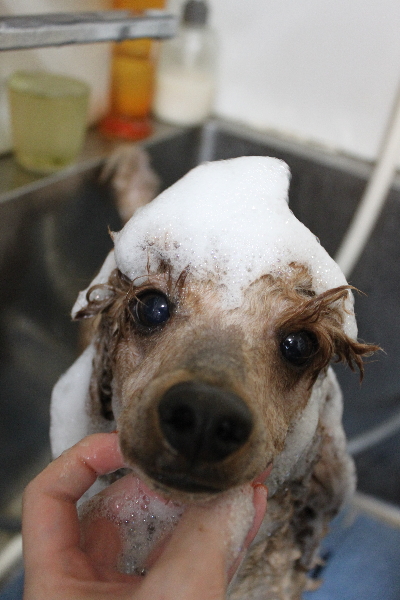 千葉県鎌ヶ谷市のトイプードルのシャンプー画像