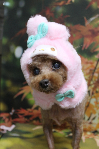 千葉県船橋市のトイプードルのトリミング画像