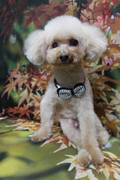 千葉県船橋市のトイプードルのトリミング画像