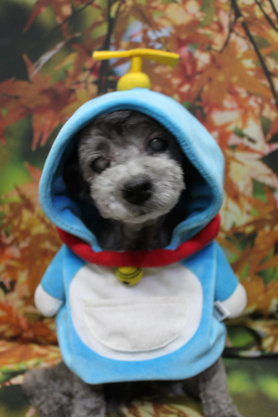 千葉県船橋市のトイプードルのトリミング画像