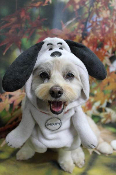 千葉県鎌ケ谷市のミックス犬のトリミング画像