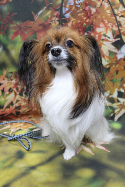 千葉県鎌ヶ谷市のパピヨンのトリミング前画像