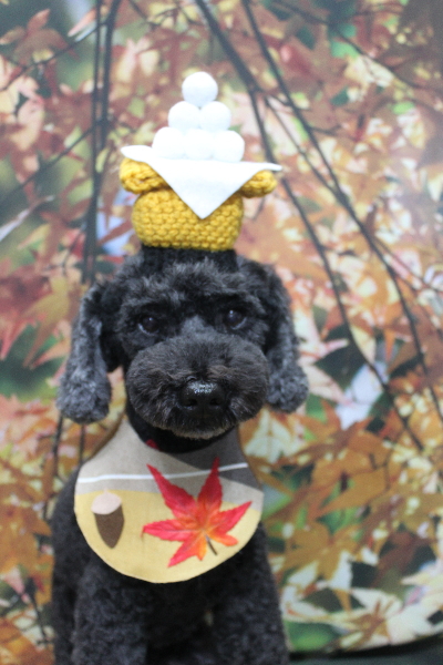 千葉県松戸市のトイプードルのトリミング画像