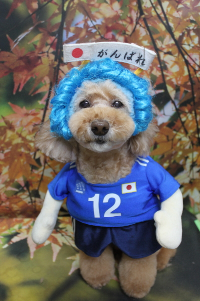 千葉県松戸市のトイプードルのトリミング画像