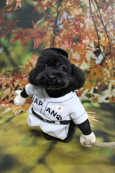 千葉県鎌ヶ谷市のトイプードルのトリミング画像