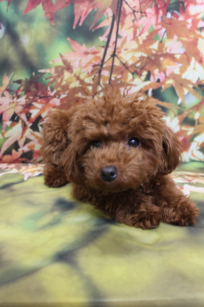 千葉県八千代市のトイプードルのトリミング画像