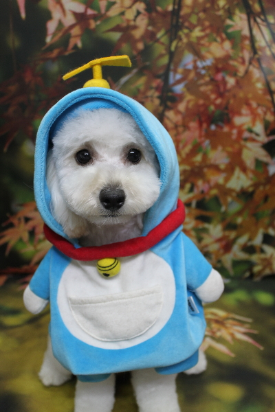 千葉県松戸市のトイプードルのトリミング画像