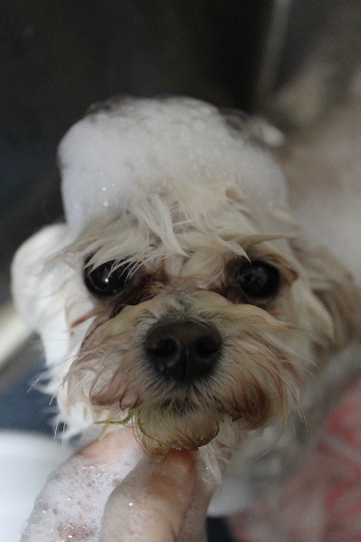 千葉県鎌ケ谷市のミックス犬のシャンプー画像
