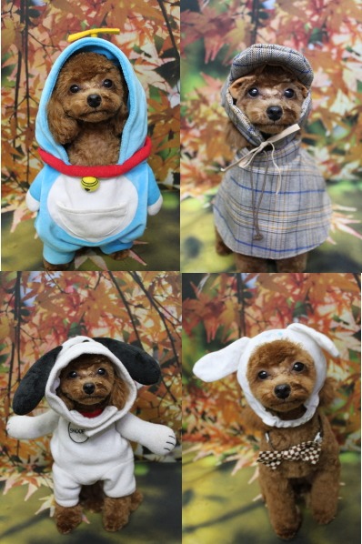 千葉県船橋市のトイプードルのトリミング画像