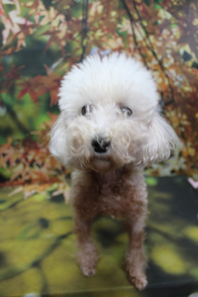 トイプードルブリーダーの成犬、トリミング画像