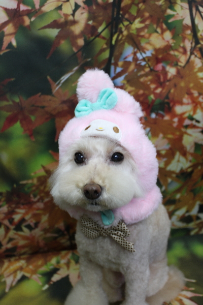 千葉県鎌ケ谷市のトイプードルトリミング画像