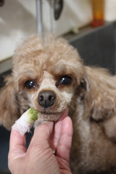 千葉県船橋市のトイプードルの歯磨き画像