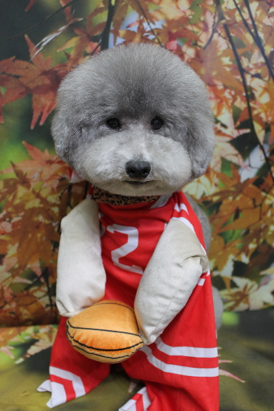 千葉県船橋市のトイプードルのトリミング画像