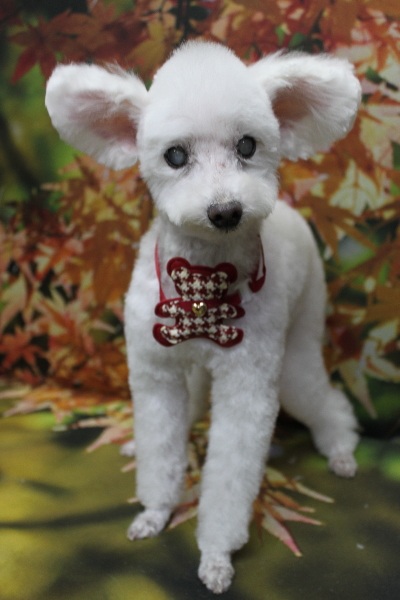 千葉県習志野市のトイプードルのトリミング画像