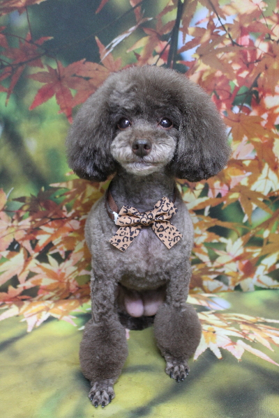 千葉県柏市のトイプードルのトリミング画像