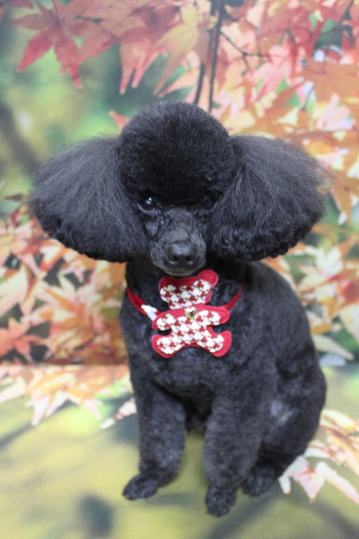 千葉県鎌ヶ谷市のトイプードルのトリミング画像