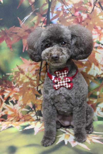 千葉県市川市のトイプードルのトリミング画像