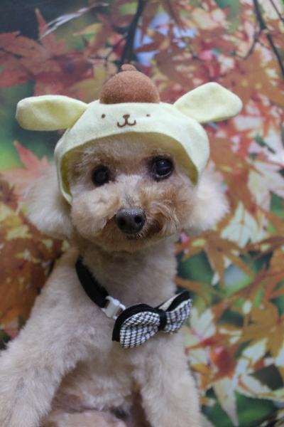 千葉県船橋市のトイプードルのトリミング画像