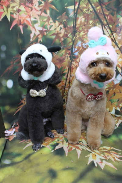 千葉県鎌ヶ谷市のトイプードルのトリミング画像