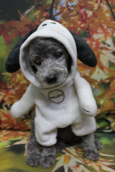 千葉県船橋市のトイプードルのトリミング画像