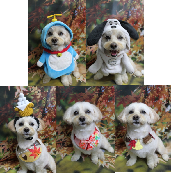 千葉県鎌ケ谷市のミックス犬のトリミング画像