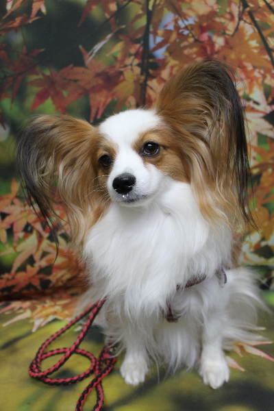 千葉県鎌ヶ谷市のパピヨンのトリミング前画像