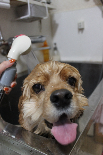 千葉県船橋市のアメリカンコッカーのオゾンシャワー画像