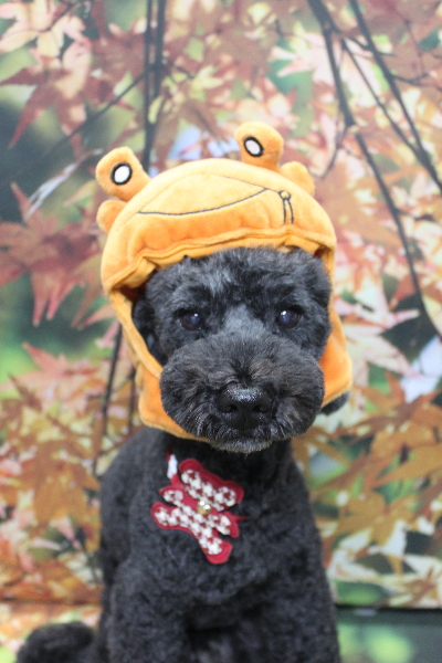 千葉県松戸市のトイプードルのトリミング画像