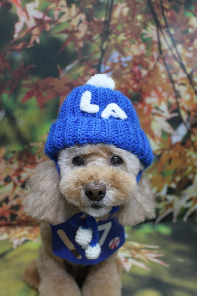 千葉県松戸市のトイプードルのトリミング画像