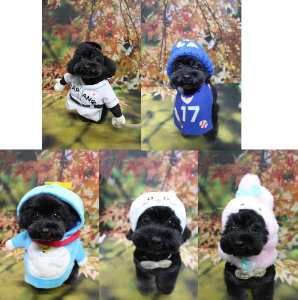 千葉県鎌ヶ谷市のトイプードルのトリミング画像